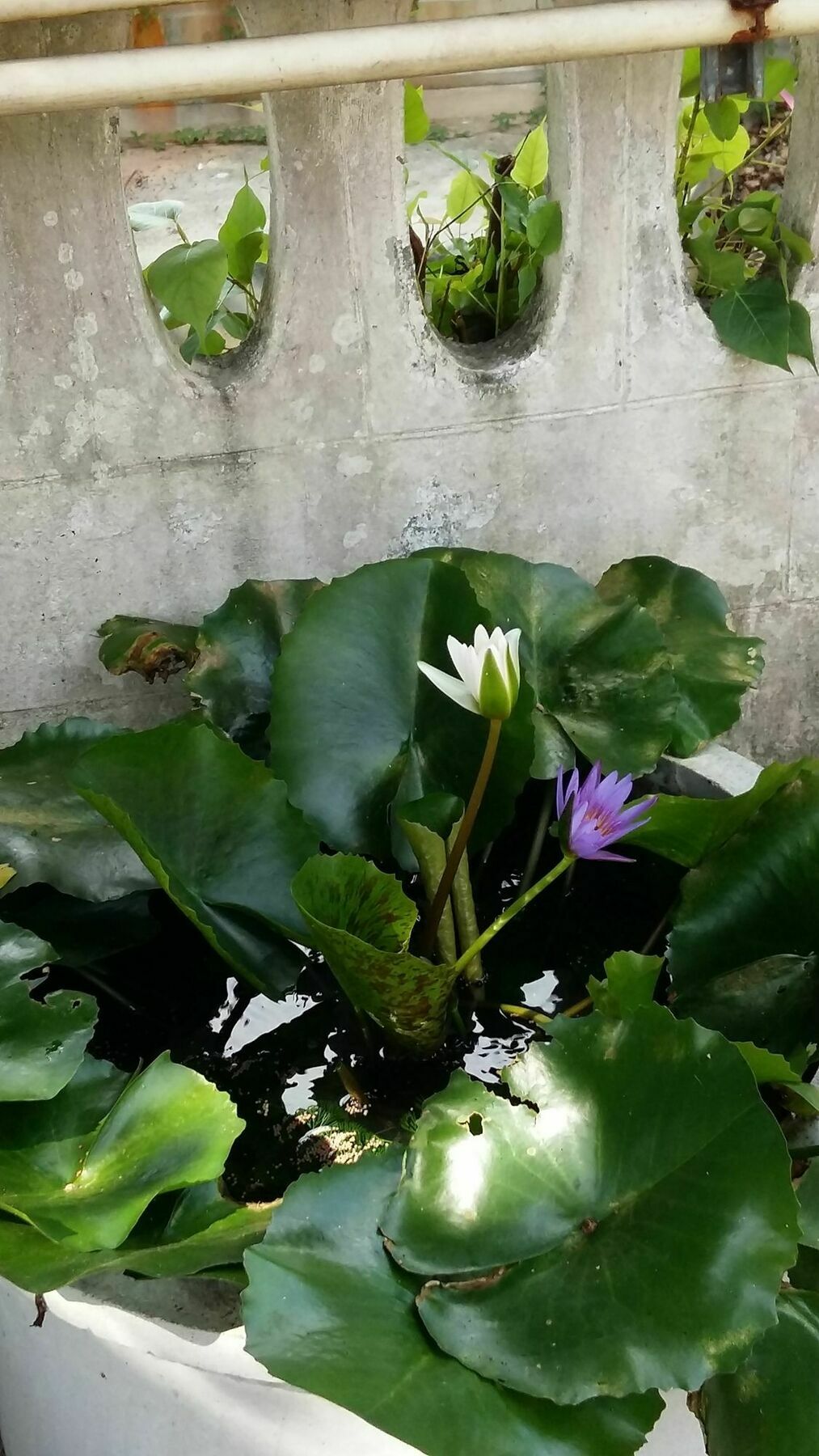 Saver Guesthouse Chaweng  Zewnętrze zdjęcie